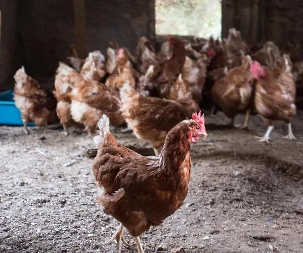 Casa Carolina B&B 3*