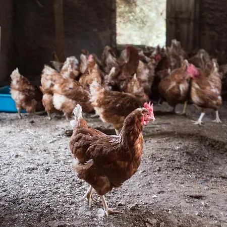 Casa Carolina Bed and Breakfast 3*